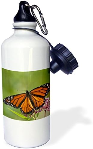 3dRose Monarch Butterfly On Mocsár Selyemkóró, Marion Co Il Sport kulacs, 21 oz, Többszínű